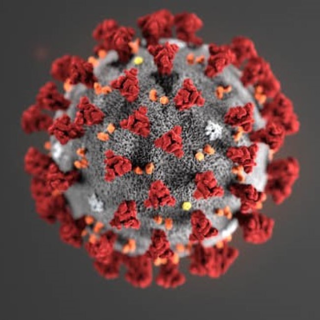 The coronavirus known as COVID-19.